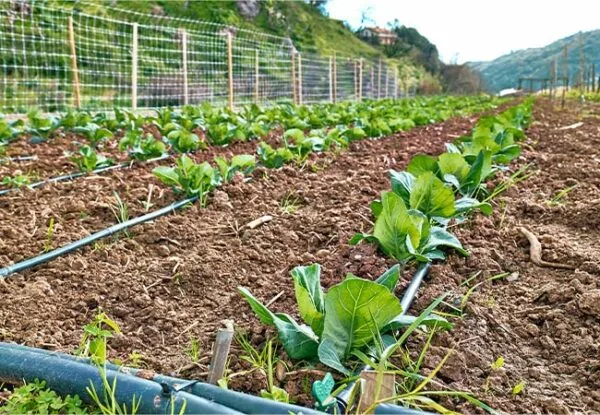 Green Irrigation Pipe